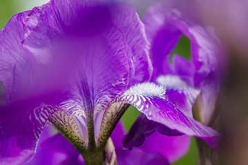 Image showing The iris flower closeup