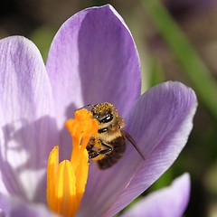 Image showing Honey bee