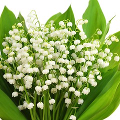 Image showing  Lily of the valley.