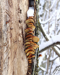 Image showing Tree mushrooms