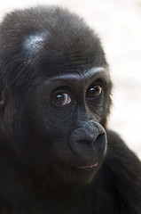 Image showing Gorilla