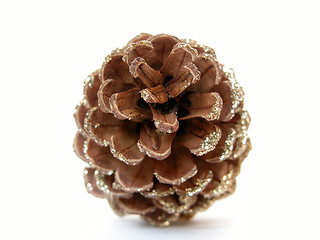 Image showing pine cone