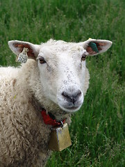 Image showing Portrait of a sheep