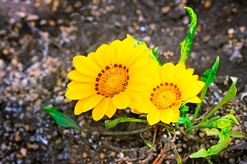 Image showing Two yellow flower with green leaves.