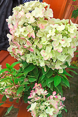 Image showing Flowering branch of hydrangeas.