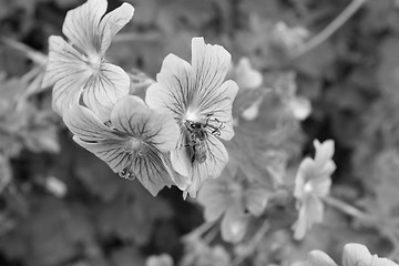 Image showing Honeybee taking nectar from a geranium