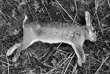 Image showing Dead wild rabbit 