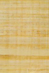 Image showing Papyrus