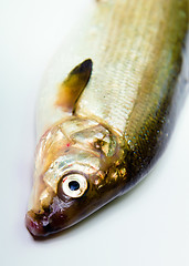 Image showing fish on a white background. herring