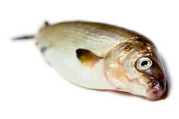 Image showing fish on a white background. herring