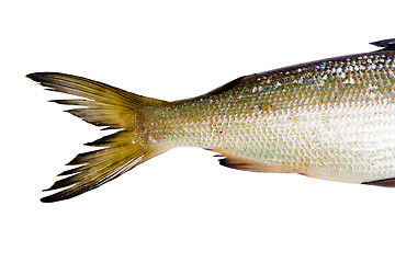 Image showing fish on a white background. tail herring