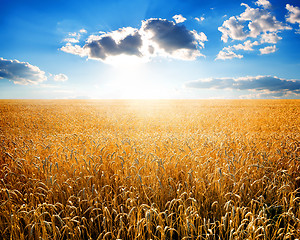 Image showing Wheat on field