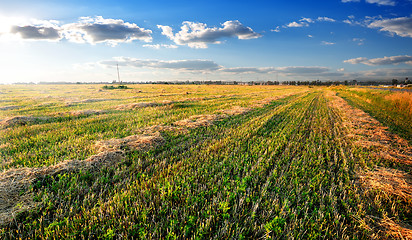 Image showing Hay on field