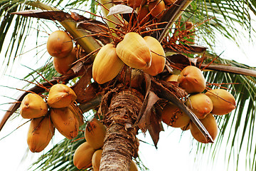 Image showing Thai coconuts