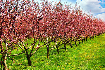 Image showing Fruit orchard