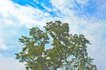 Image showing  tree and blue sky background