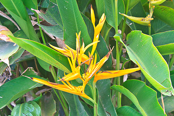 Image showing Bird of Paradise flower