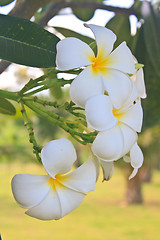 Image showing Branch of tropical flowers frangipani 