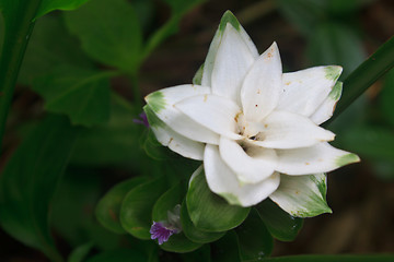 Image showing White Siam Tulip flower