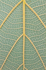 Image showing Texture of a green leaf as background 