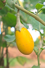 Image showing yellow eggplant on tree in garden