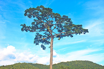 Image showing  tree and blue sky background
