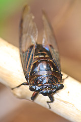 Image showing Cicadas in the trees