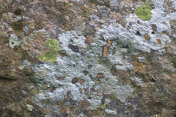 Image showing texture of colored Lichen on stone