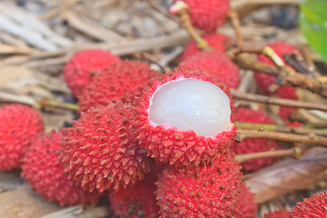 Image showing wild fruit from forest, wild lychee