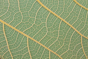 Image showing Texture of a green leaf as background 