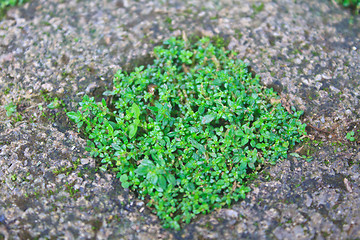 Image showing green grass in stone block walk path 