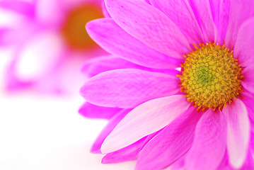 Image showing Pink flowers