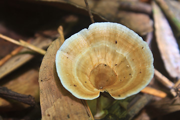 Image showing close up mushroom in deep forest