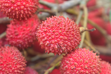 Image showing wild fruit from forest, wild lychee