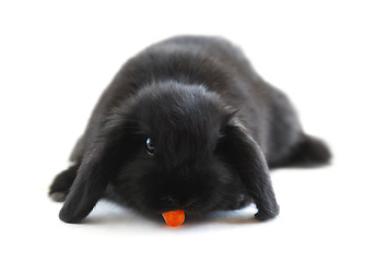 Image showing Bunny rabbit