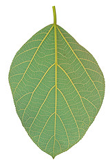 Image showing Texture of a green leaf as background 