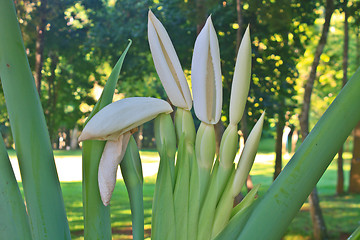 Image showing close up flower of  Elephant ear