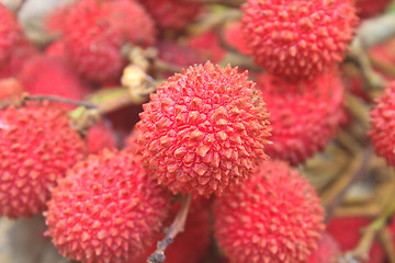 Image showing wild fruit from forest, wild lychee