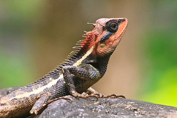 Image showing Green crested lizard