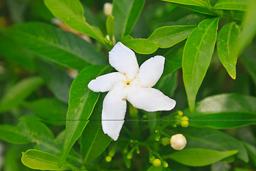 Image showing Jasmine or Arabian Jasmine in garden