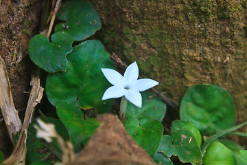 Image showing  Star shaped flowers in forest