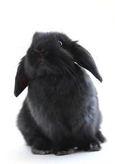 Image showing Bunny rabbit