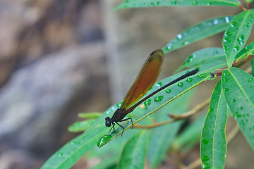 Image showing Dragonfly sitting on a branch