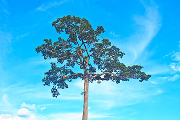 Image showing  tree and blue sky background