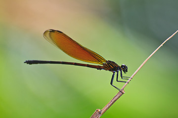 Image showing Dragonfly sitting on a branch