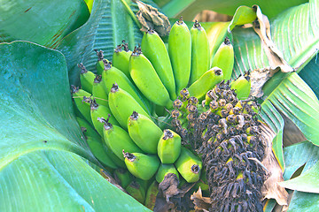 Image showing Green Banana bunch on tree in the garden