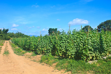 Image showing Agriculture plant of cucumber