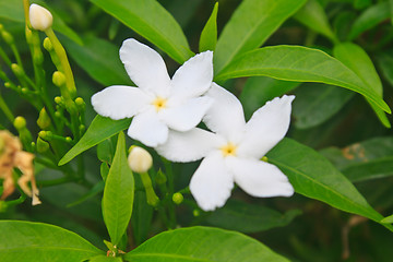 Image showing Jasmine or Arabian Jasmine in garden