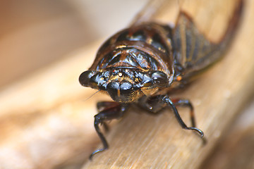 Image showing Cicadas in the trees