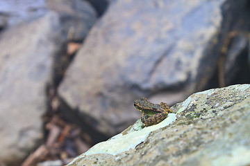 Image showing Frog on a wet stone